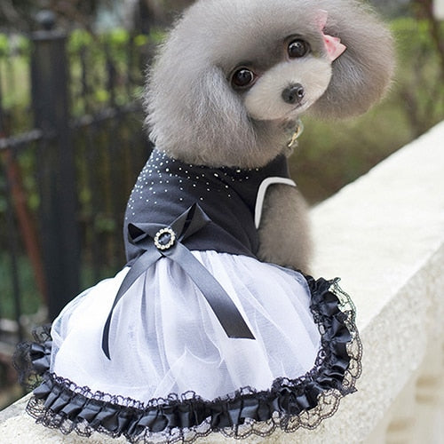 Dog's Gothic Lace Dress