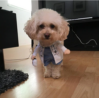 Load image into Gallery viewer, Dog&#39;s Dr and Nurse Costume
