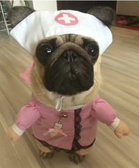Load image into Gallery viewer, Dog&#39;s Dr and Nurse Costume
