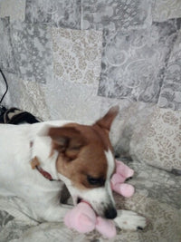 Load image into Gallery viewer, Dog Plush Squeak Toy
