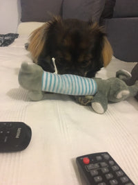 Load image into Gallery viewer, Dog Plush Squeak Toy
