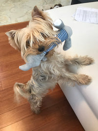 Load image into Gallery viewer, Dog Plush Squeak Toy
