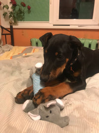 Load image into Gallery viewer, Dog Plush Squeak Toy
