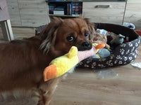 Load image into Gallery viewer, Dog Plush Squeak Toy
