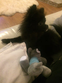 Load image into Gallery viewer, Dog Plush Squeak Toy
