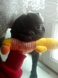 Load image into Gallery viewer, Dog Plush Squeak Toy
