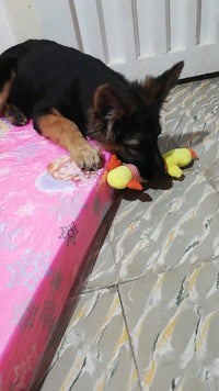 Load image into Gallery viewer, Dog Plush Squeak Toy
