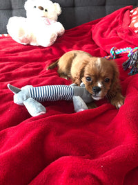 Load image into Gallery viewer, Dog Plush Squeak Toy
