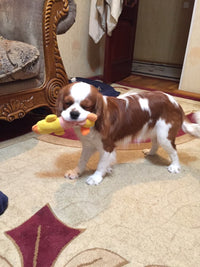 Load image into Gallery viewer, Dog Plush Squeak Toy
