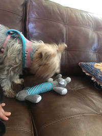 Load image into Gallery viewer, Dog Plush Squeak Toy
