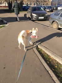 Load image into Gallery viewer, Dog Plush Squeak Toy
