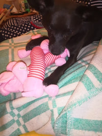 Load image into Gallery viewer, Dog Plush Squeak Toy
