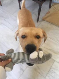 Load image into Gallery viewer, Dog Plush Squeak Toy
