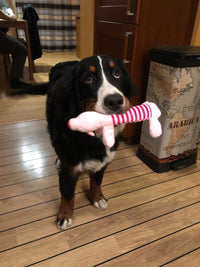 Load image into Gallery viewer, Dog Plush Squeak Toy
