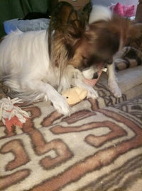 Load image into Gallery viewer, Dog Plush Squeak Toy
