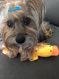 Load image into Gallery viewer, Dog Plush Squeak Toy
