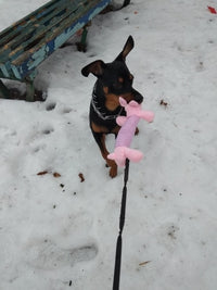 Load image into Gallery viewer, Dog Plush Squeak Toy
