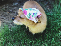 Load image into Gallery viewer, Dog Hat
